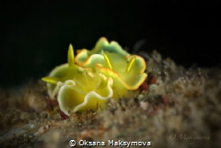 Nudibranch Diversidoris crocea by Oksana Maksymova 